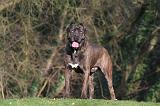CANE CORSO 1363